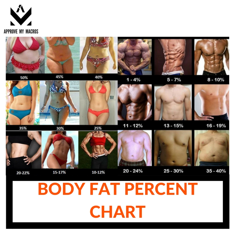 Body Fat Percentage Image Chart