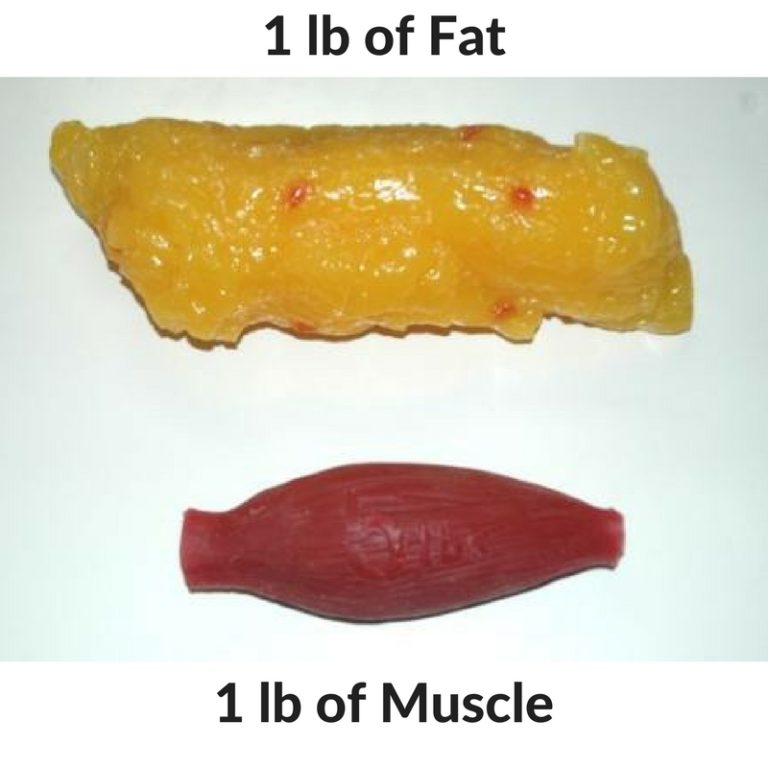 Body Fat Percentage Pictures: Body Fat Calculator - Approve My Macros